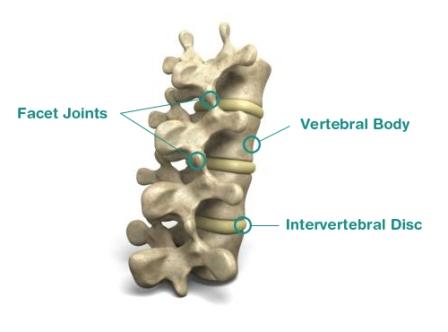 spinal anatomy diagram